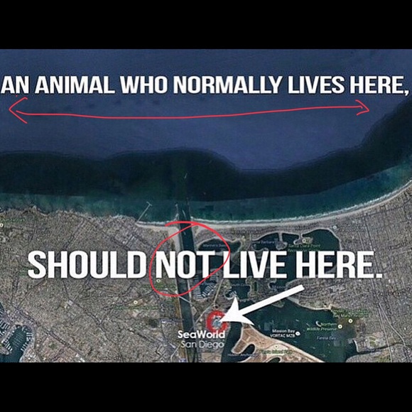 Bundle discount available! Say NO to SeaWorld! - Picture 2 of 8